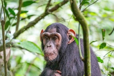 <p>Uma pesquisa publicada na revista Frontiers in Psychology investigou o interesse de chimpanzés por cristais e apontou possíveis pistas sobre a antiga relação dos humanos com essas pedras.</p>
 -  (crédito: Giles Laurent wikimedia commons )