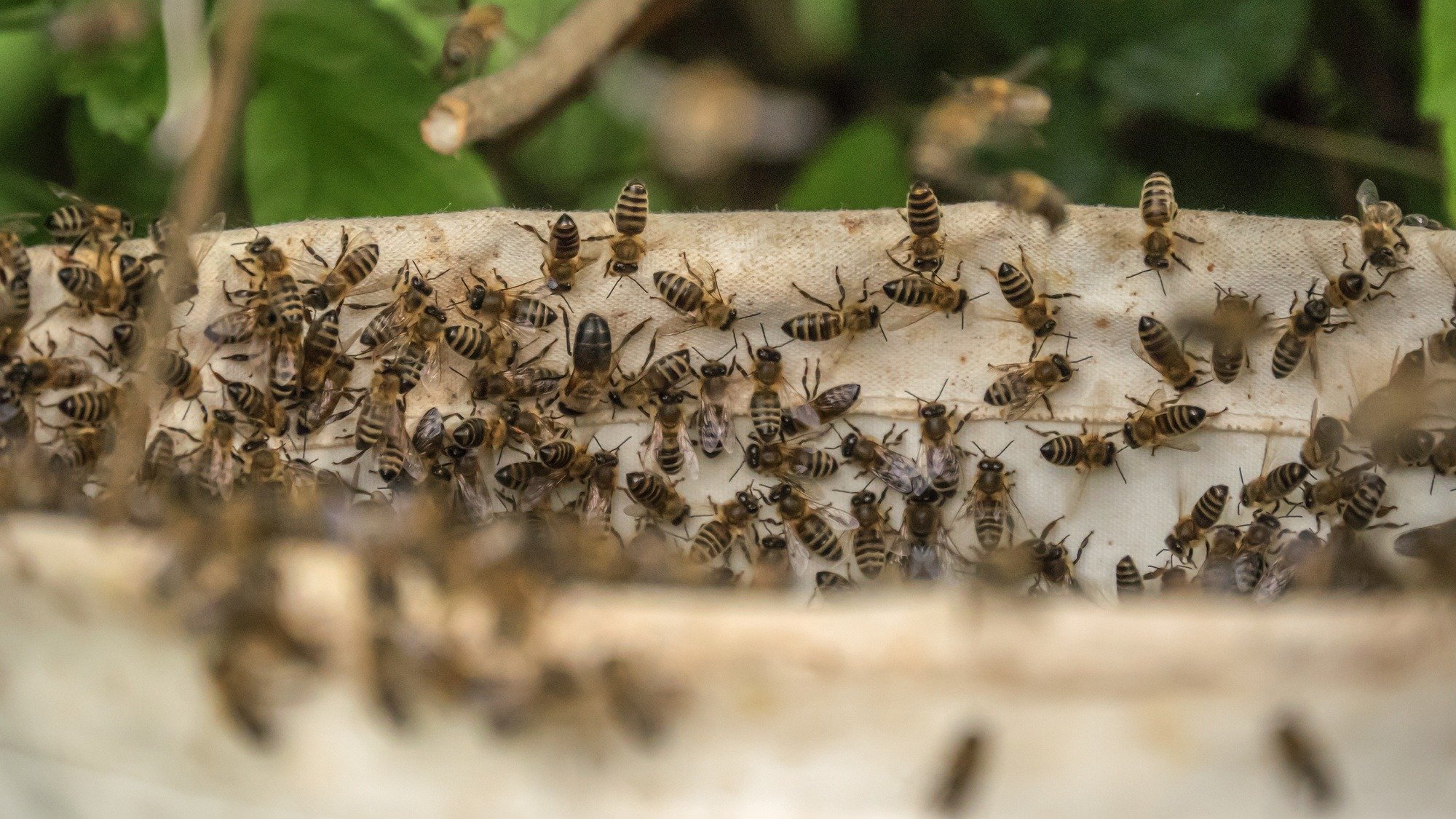 A aglomera&ccedil;&atilde;o de abelhas em um enxame refor&ccedil;a a necessidade de saber como agir em encontros inesperados para evitar ataques. -  (crédito: Freepik.com)