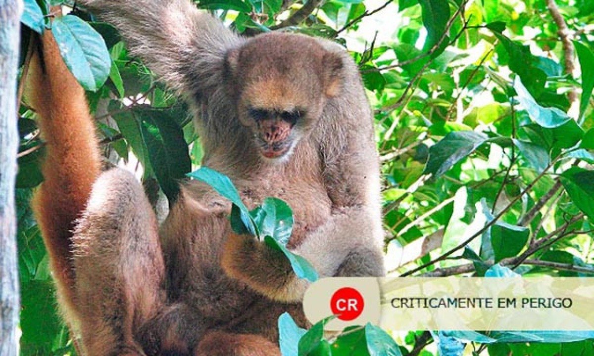 <p>O muriqui-do-norte &eacute; o maior primata das Am&eacute;ricas, podendo chegar a cerca de 15 kg. End&ecirc;mico da Mata Atl&acirc;ntica, ocorre em &aacute;reas restritas do sudeste do Brasil e &eacute; considerado criticamente em perigo de extin&ccedil;&atilde;o, sofrendo com o desmatamento e a ca&ccedil;a.</p> 