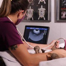 Projeto em São Paulo acolhe animais resgatados com direito a picolé e bichinhos de pelúcia; conheça o Selva Viva - Divulgação