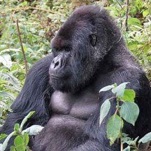 Pesquisa mostra que gorilas-da-montanha passam pela menopausa - - Dave Proffer/Wikimédia Commons