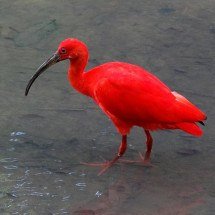 Guará-vermelho: símbolo vivo da biodiversidade costeira - Bjørn Christian Tørrissen -  wikimedia commons