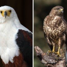 Predadores do céu: semelhanças e diferenças entre gaviões e águias - Pixabay