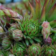 Cultivo de pitaya nas residências une praticidade e alimentação saudável - Pixabay