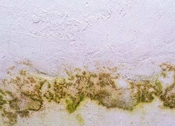 Manchas de mofo nas paredes s&atilde;o um indicativo de umidade excessiva e falta de ventila&ccedil;&atilde;o nos ambientes. -  (crédito: Freepik)