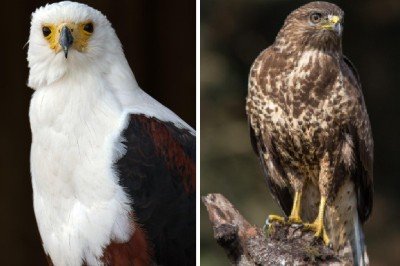 <p>Águias (à esquerda) e gaviões (à direita) são aves de rapina que despertam fascínio por sua força e imponência, mas também por suas diferenças sutis e semelhanças marcantes. Embora muitas vezes confundidos, cada grupo possui características próprias, e a harpia, conhecida no Brasil como gavião-real, exemplifica bem essa complexidade taxonômica.</p>
 -  (crédito: Pixabay)