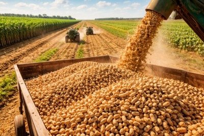 <p>O Brasil produz cerca de 1,1 milhão de toneladas de amendoim por safra, segundo dados da Companhia Nacional de Abastecimento, a Conab. A cultura cresce de forma contínua, impulsionada por tecnologia, rotação com a cana-de-açúcar e aumento da demanda externa.</p>
 -  (crédito:  imagem gerada por i.a )