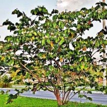 Clorofila e fotossíntese: o processo vital que sustenta a vida na Terra -  Reprodução do Flickr Mauricio Mercadante