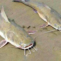 Peixes bagres com ferrão venenoso geram alerta no litoral paulista - Reprodução do Youtube