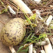 Passarinhos usam bitucas de cigarro para proteger seus ninhos - Reprodução de vídeo/YouTube