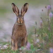 É coelho ou é lebre? Animais pertencem à mesma família, mas têm diferenças; veja! - Sven Ziegler/Pixabay