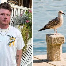 Pai que matou gaivota após ataque a batatas da filha é condenado à prisão - Facebook / FreePik