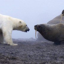 'Batalha de Titãs': o momento em que urso polar ataca grupo de morsas - BBC/Planeta Terra
