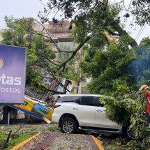 Chuva forte derruba árvore sobre posto de combustível em BH e atinge carro - Edésio Ferreira/EM/D.A Press