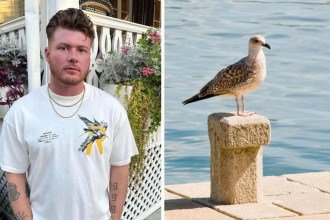 Franklin Ziegler decapitou uma gaivota em um parque, nos Estados Unidos -  (crédito: Facebook / FreePik)