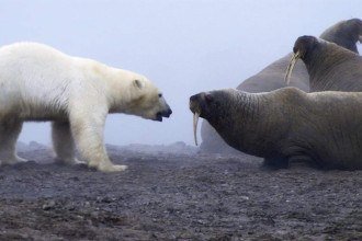 'Batalha de Titãs': o momento em que urso polar ataca grupo de morsas