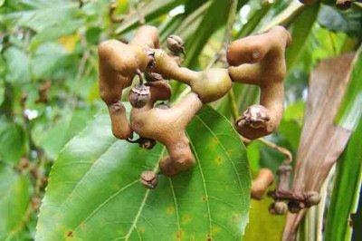 <p>A uva-do-Japão, nome popular da árvore <em data-start='39' data-end='55'>Hovenia dulcis</em>, tem chamado cada vez mais a atenção de jardineiros e moradores que cultivam espécies frutíferas em seus quintais no Brasil.</p>
 -  (crédito:  - Reprodução do Flickr mauro halpern)