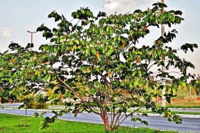 <p>A clorofila é um pigmento natural presente nas plantas, responsável por captar a luz do sol. Ela é essencial para que ocorra a fotossíntese, processo vital para a vida vegetal.</p>
 -  (crédito:  Reprodução do Flickr Mauricio Mercadante)