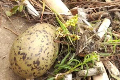 <p>Pesquisadores observaram que aves de áreas urbanas têm usado bitucas de cigarro na construção de ninhos. Segundo estudo da Universidade de Lodz, na Polônia, citado por reportagens científicas, o tabaco atrai os pássaros porque suas toxinas ajudam a eliminar parasitas.</p>
 -  (crédito: Reprodução de vídeo/YouTube)