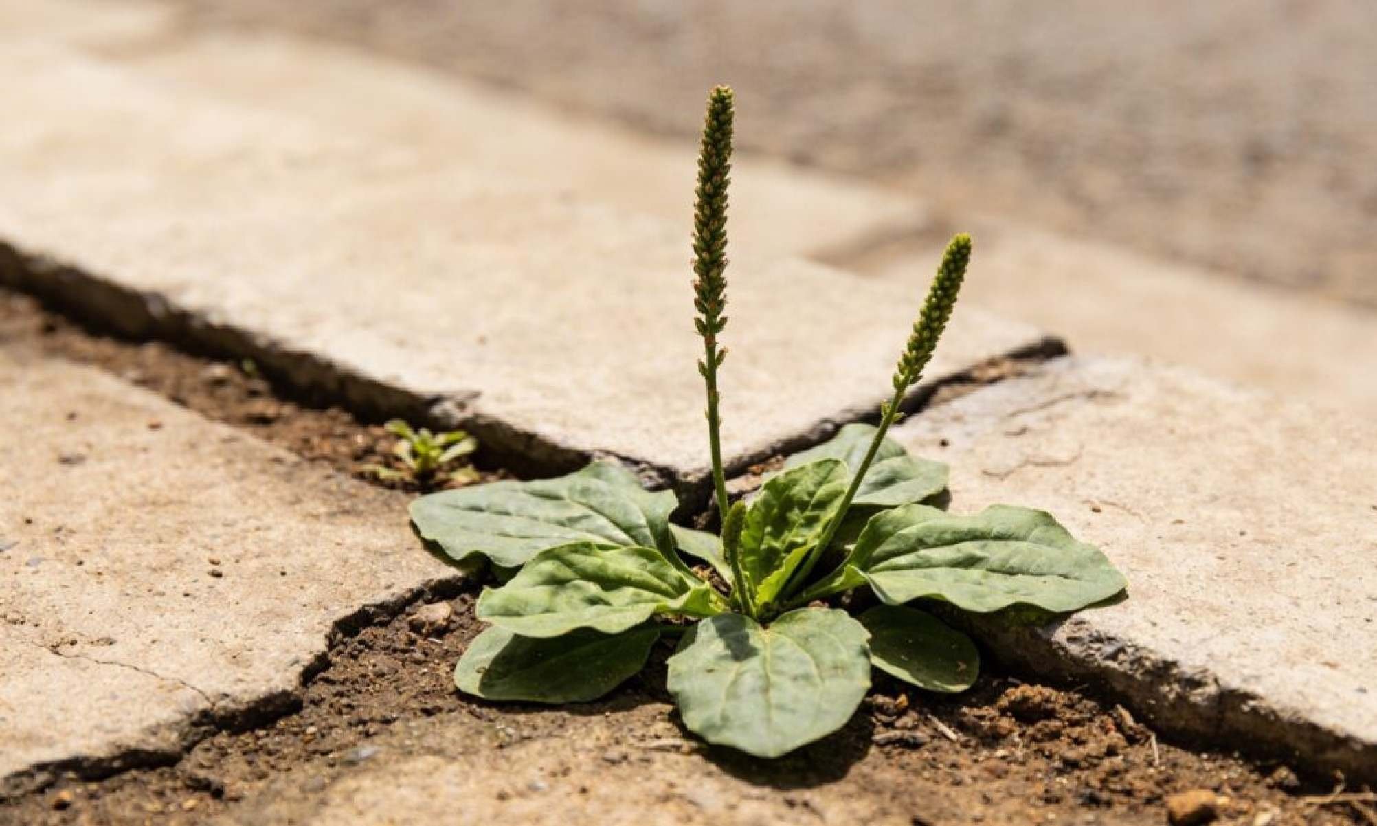 A erva que muita gente arranca do chão já foi usada por séculos para cuidar da pele ferida -  (crédito: Tupi)