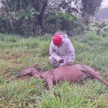 Cavalos morrem após ataque de abelhas em Ibertioga - CBMMG/Divulga&ccedil;&atilde;o