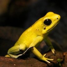 Anfíbios com toxinas na pele: desvende o universo dos sapos venenosos - Wilfried Berns  wikimedia commons