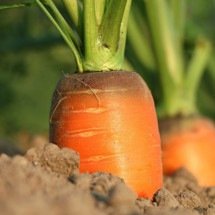 O papel da cenoura na cozinha e na saúde e por que ganhou tanto destaque - Pixabay