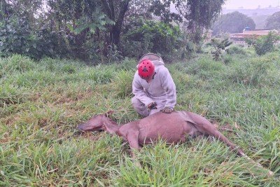 Um dos animais foi achado mortos pelos bombeiros e outro chegou a receber atendimento m&eacute;dico, mas tamb&eacute;m morreu -  (crédito: CBMMG/Divulga&ccedil;&atilde;o)
