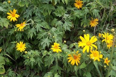 <p>A Titônia, com suas flores grandes e vistosas, pode parecer apenas ornamental, mas esconde uma ameaça silenciosa. Originária do México, essa planta exótica invasora está se espalhando pelo Cerrado e já preocupa moradores de condomínios e especialistas. Seu avanço compromete a vegetação nativa e coloca em risco o equilíbrio ecológico.</p>
 -  (crédito: B.Navez - wikimedia commons)