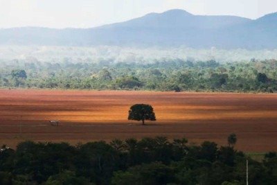 O desmatamento zero como pilar da transição energética -  (crédito: © Marcelo Camargo/Agência Brasil)
