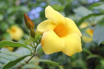 <p>A alamanda é uma planta ornamental de clima tropical. Ela se destaca por suas flores em forma de trombeta, que apresentam pétalas aveludadas e um centro mais intenso em cor.</p>
 -  (crédito: Pixabay)