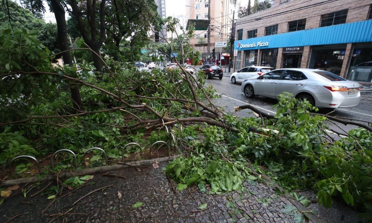 &Aacute;rvore ca&iacute;da na Avenida Get&uacute;lio Vargas, entre a Afonso Pena e a Rua Professor Moraes