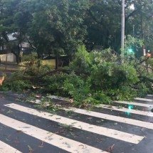 Bombeiros receberam 44 chamados de quedas de árvores em duas horas em BH