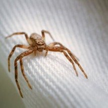 Aranha-marrom: uma ameaça que pode estar dentro da própria casa - wirestock por freepik