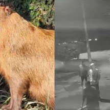 Capivara é agredida com pauladas por grupo de homens - Reprodução/Redes sociais