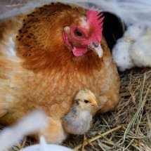 Ovos de aves pelo mundo: tamanhos, cores e curiosidades - Imagem de rubyclement por Pixabay

