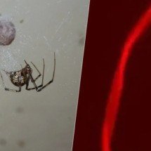 Em estudo, aranhas passam a produzir teias de cor vermelha - Patrick Edwin Moran wikimedia commons e University of Bayreuth