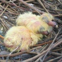 Por que filhotes de pombos nunca são vistos pelas ruas? Entenda - mogor wikimedia commons 