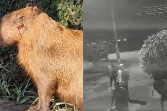 Câmeras de segurança registraram toda a movimentação do grupo que agrediu o animal -  (crédito: Reprodução/Redes sociais)