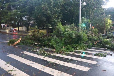 Árvore caída na Avenida Afonso Pena, na esquina com a Rua Bernardo Figueiredo, no Bairro Cruzeiro -  (crédito: Marcos Vieira/EM/DA. Press)