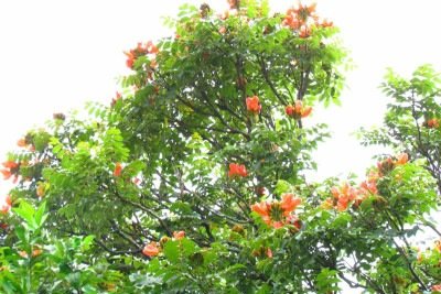 <p>Santa Catarina lançou, em 13 de outubro de 2025, uma campanha contra a espatódea (Spathodea campanulata), árvore exótica africana prejudicial às abelhas. O plantio é proibido no estado desde 2019, com multa de R$ 1 mil por exemplar.</p>
 -  (crédito: Divulgação/IMA)