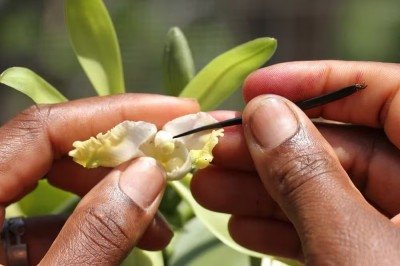 <p>A baunilha está entre as especiarias mais valorizadas do mundo, podendo atingir preços elevados por quilo, conforme a qualidade e a oferta no mercado internacional. No Brasil, o cultivo ainda é limitado, mas começa a ganhar espaço como uma alternativa promissora, embora exija técnicas específicas e bastante dedicação.</p>
 -  (crédito: Divulgação / Embrapa)