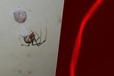 <p>Cientistas alemães da Universidade de Bayreuth realizaram um experimento genético com aranhas e obtiveram um resultado inusitado: os animais passaram a produzir teias com coloração vermelho fluorescente.</p>
 -  (crédito: Patrick Edwin Moran wikimedia commons e University of Bayreuth)