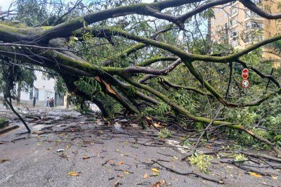 Uma árvore de grande porte caiu na esquina das ruas Piauí, com Tomé de Souza, no Bairro Funcionários -  (crédito: Alessandra Mello/ EM/ D.A Press)