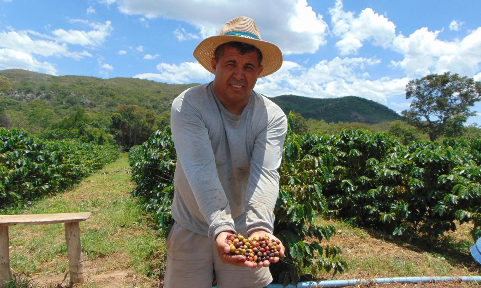 Almecy Felipe de Souza mostra os frutos no p&eacute; de caf&eacute; em sua lavoura: depois de trocar a colheita em cidades distantes pela sua terra, ele recebe pr&ecirc;mio e j&aacute; planeja expans&atilde;o