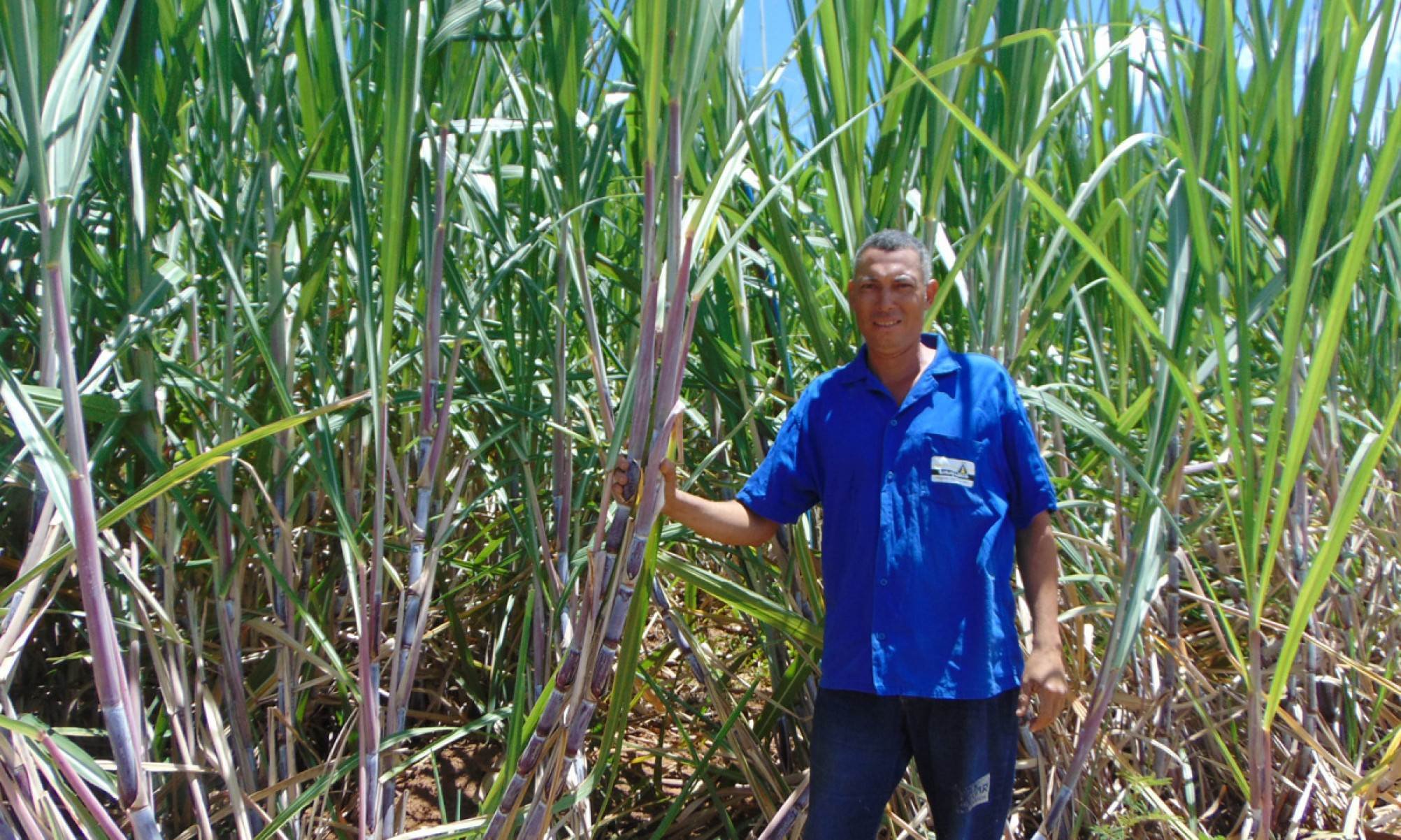Jeremias dos Santos no canavial em sua propriedade: sofrida rotina do corte de cana em lavouras distantes frutificou em produ&ccedil;&atilde;o no Jequitinhonha