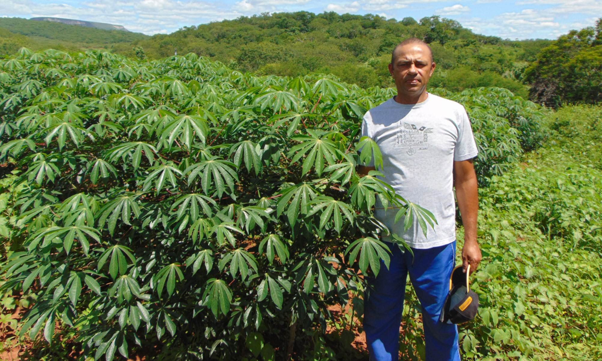Jos&eacute; Natalino dos Santos mostra planta&ccedil;&atilde;o no terreno que cultiva em sua cidade, Ara&ccedil;ua&iacute;