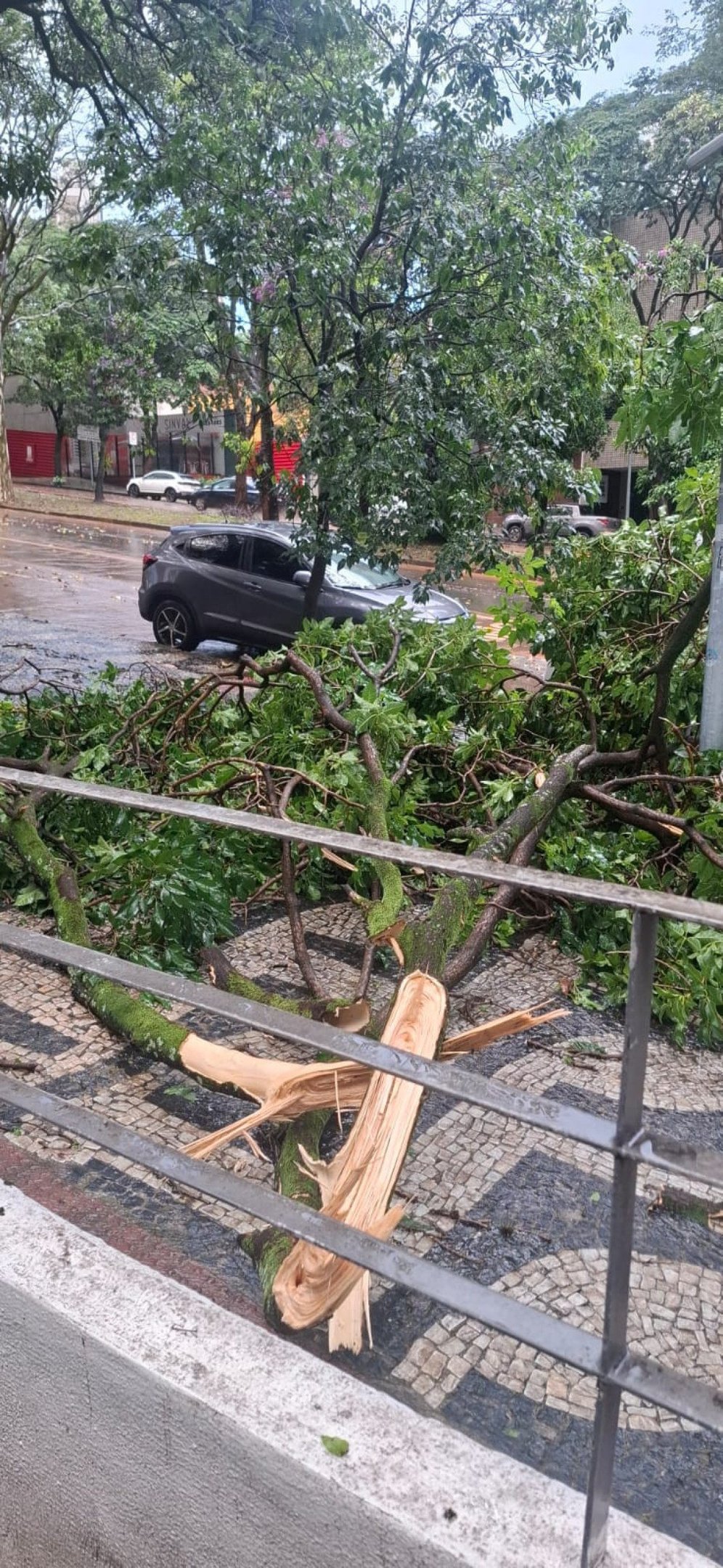 &Aacute;rvore partida na Av. Afonso Pena, na altura do n&uacute;mero 2881-Rafael Rocha/EM/D.A Press