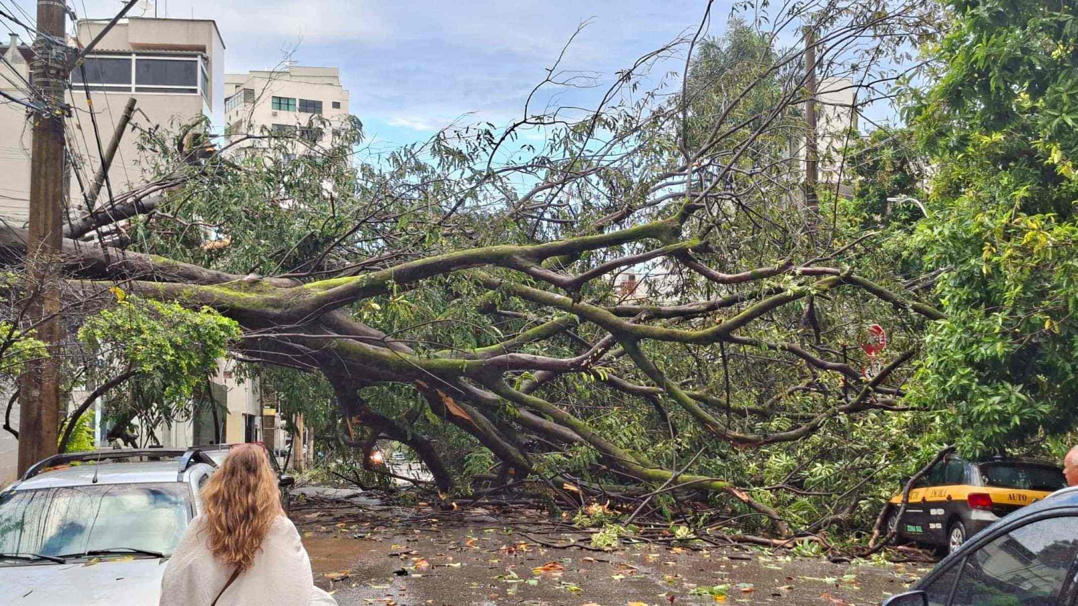 &Aacute;rvore do Batalh&atilde;o do Corpo de Bombeiros, no cruzamento entre as ruas Piau&iacute; e Tom&eacute; de Souza, despencou na rua-Edilaine Vieira/Divulga&ccedil;&atilde;o