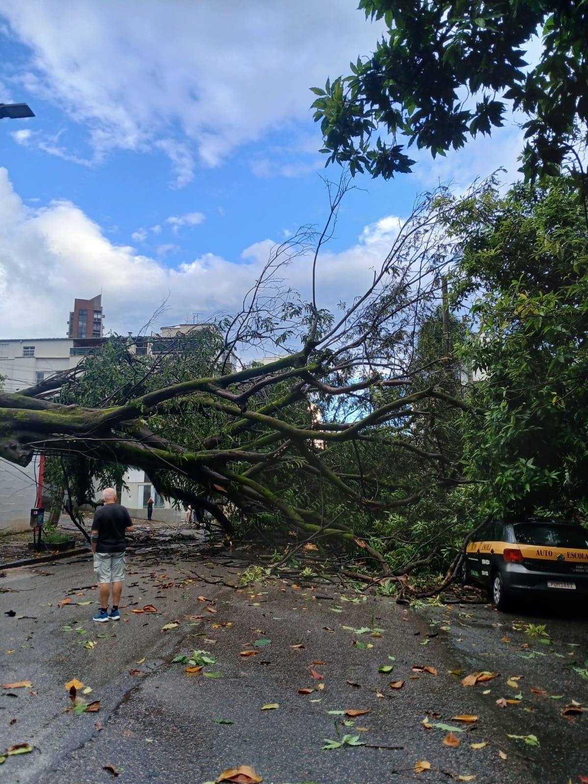 No cruzamento entre as ruas Piau&iacute; e Tom&eacute; de Souza &aacute;rvore atingiu um carro-Alessandra Melo/EM/D.A Press